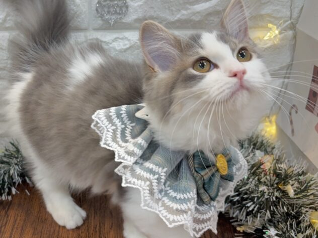 兵庫県のラガマフィン (ワンキャラット アミーゴ姫路飾磨店/2025年8月31日生まれ/男の子/ブルータビーホワイト)の子猫の4枚目の画像