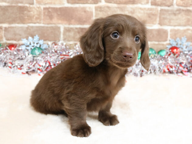 広島県のカニンヘンダックスフンド(ロング) (アミーゴ西条店/2025年10月1日生まれ/男の子/チョコレート)の子犬の2枚目の画像