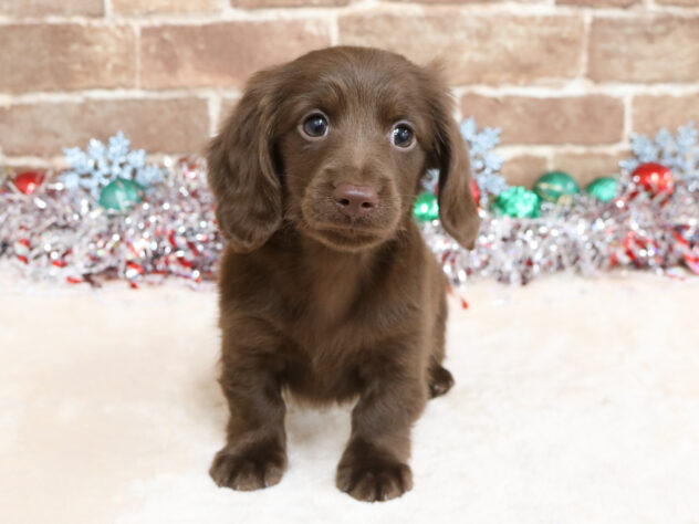 広島県のカニンヘンダックスフンド(ロング) (アミーゴ西条店/2025年10月1日生まれ/男の子/チョコレート)の子犬