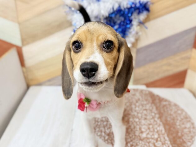 高知県のビーグル (ワンキャラット アミーゴ高知店/2025年10月30日生まれ/女の子/ブラックタンホワイト)の子犬の4枚目の画像