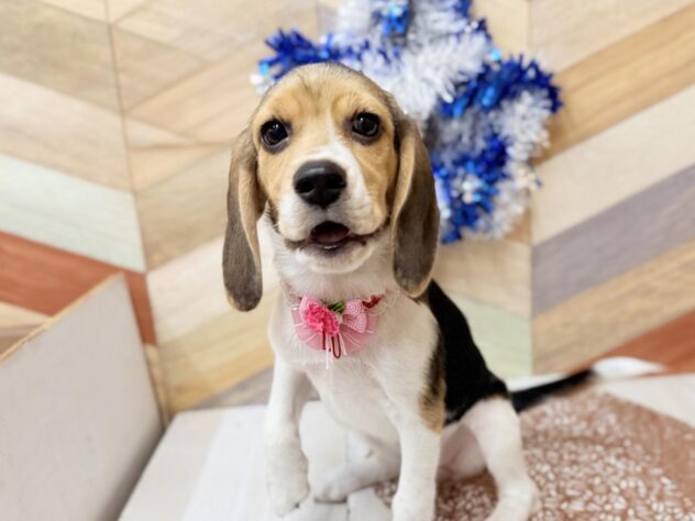 高知県のビーグル (ワンキャラット アミーゴ高知店/2025年10月30日生まれ/女の子/ブラックタンホワイト)の子犬の3枚目の画像