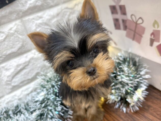 兵庫県のヨークシャーテリア (ワンキャラット アミーゴ姫路飾磨店/2025年10月9日生まれ/男の子/スチールブルータン)の子犬の1枚目の画像