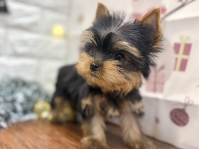 兵庫県のヨークシャーテリア (ワンキャラット アミーゴ姫路飾磨店/2025年10月9日生まれ/男の子/スチールブルータン)の子犬の3枚目の画像