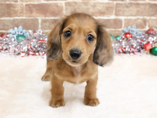 広島県のミニチュアダックスフンド(ロング) (アミーゴ西条店/2025年10月5日生まれ/女の子/レッド)の子犬の1枚目の画像