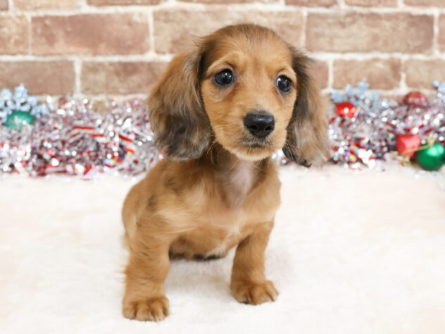 広島県のミニチュアダックスフンド(ロング) (アミーゴ西条店/2025年10月5日生まれ/女の子/レッド)の子犬の2枚目の画像