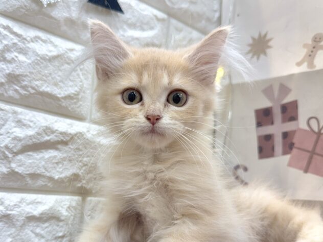 兵庫県のサイベリアン (ワンキャラット アミーゴ姫路飾磨店/2025年9月1日生まれ/女の子/クリームタビー)の子猫の1枚目の画像