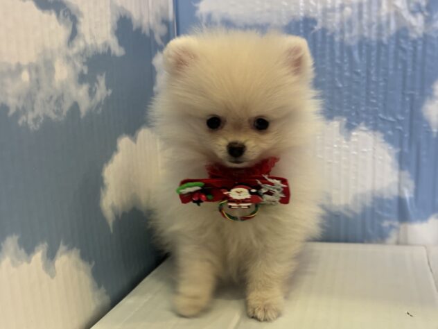 山形県のポメラニアン (アミーゴ山形北店/2025年9月29日生まれ/女の子/クリーム)の子犬