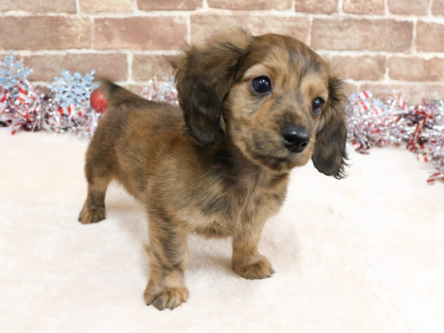 広島県のミニチュアダックスフンド(ロング) (アミーゴ西条店/2025年9月21日生まれ/男の子/ブリンドル)の子犬