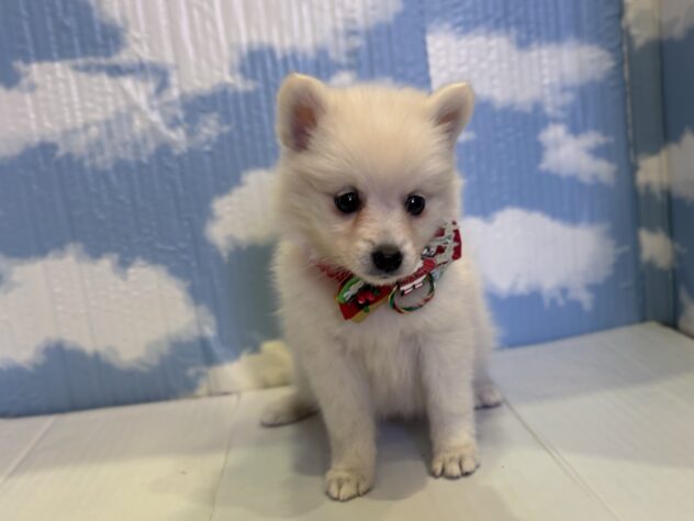 山形県の日本スピッツ (アミーゴ山形北店/2025年10月12日生まれ/女の子/ホワイト)の子犬