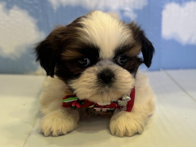 山形県のシーズー (アミーゴ山形北店/2025年10月14日生まれ/男の子/ホワイトゴールド)の子犬の1枚目の画像