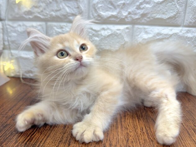 兵庫県のサイベリアン (ワンキャラット アミーゴ姫路飾磨店/2025年9月1日生まれ/女の子/クリームタビー)の子猫の4枚目の画像