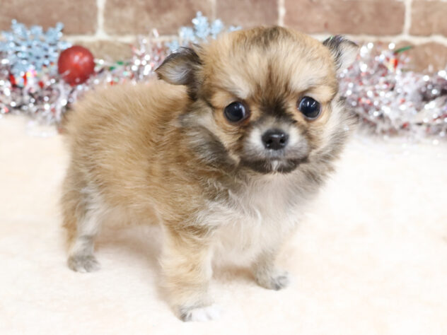 広島県のチワワ(ロング) (アミーゴ西条店/2025年10月16日生まれ/男の子/レッド)の子犬の2枚目の画像