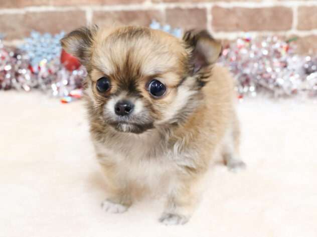 広島県のチワワ(ロング) (アミーゴ西条店/2025年10月16日生まれ/男の子/レッド)の子犬の1枚目の画像