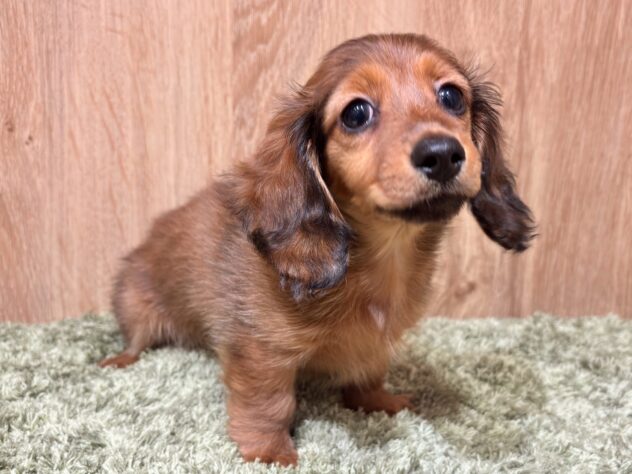 広島県のカニンヘンダックスフンド(ロング) (アミーゴ広島商工センター店/2025年10月13日生まれ/女の子/レッド)の子犬の1枚目の画像