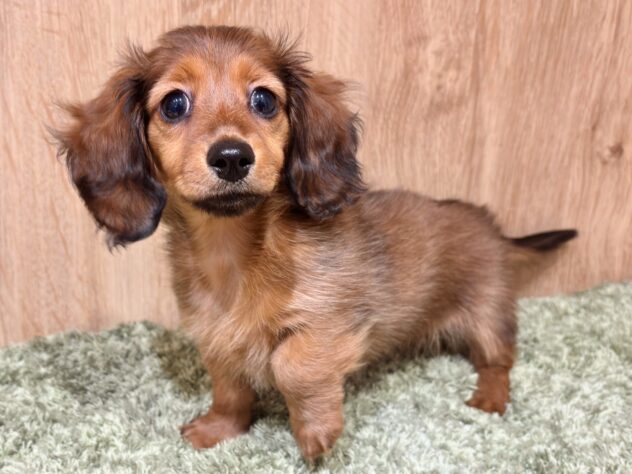 広島県のカニンヘンダックスフンド(ロング) (アミーゴ広島商工センター店/2025年10月13日生まれ/女の子/レッド)の子犬の2枚目の画像