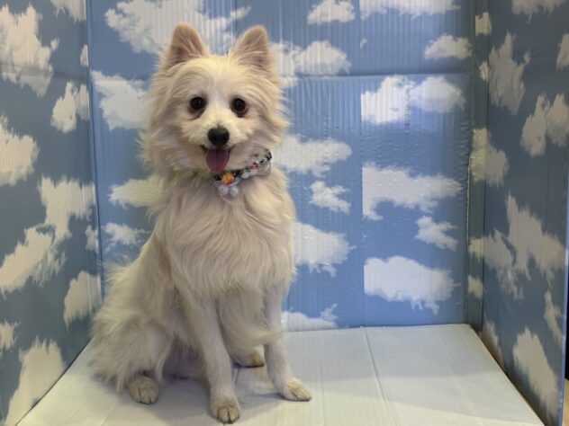 山形県のハーフ犬・ミックス犬 (アミーゴ山形北店/2025年3月12日生まれ/男の子/クリーム)の子犬の1枚目の画像