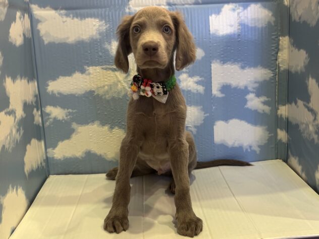 山形県のワイマラナー (アミーゴ山形北店/2025年10月10日生まれ/男の子/グレー)の子犬