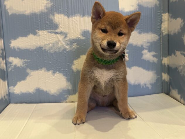 山形県の柴犬(標準サイズ) (アミーゴ山形北店/2025年10月14日生まれ/男の子/赤)の子犬