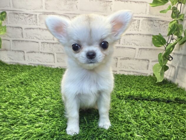 岡山県のチワワ(ロング) (アミーゴ妹尾店/2025年10月20日生まれ/女の子/クリーム)の子犬