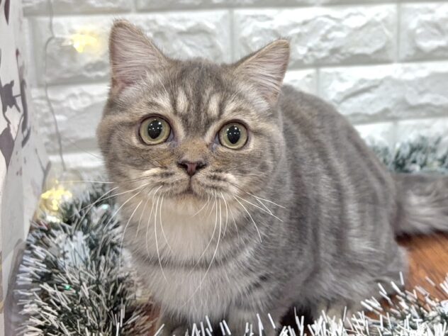 兵庫県のミヌエット (ワンキャラット アミーゴ姫路飾磨店/2025年6月25日生まれ/男の子/ブルータビー)の子猫