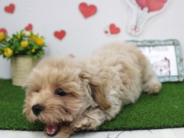 兵庫県のハーフ犬・ミックス犬 (ペット・プラザ アミーゴ尼崎昭和通店/2025年9月15日生まれ/男の子/クリーム)の子犬の2枚目の画像