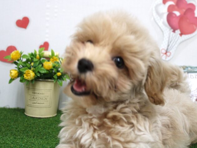 兵庫県のハーフ犬・ミックス犬 (ペット・プラザ アミーゴ尼崎昭和通店/2025年9月15日生まれ/男の子/クリーム)の子犬の3枚目の画像