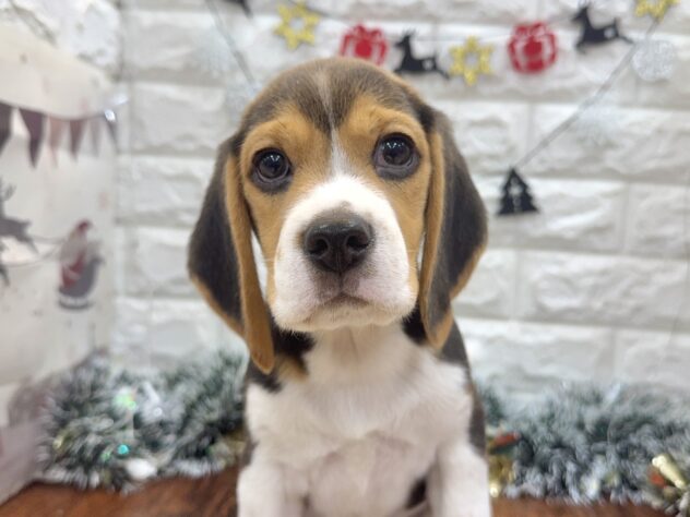 兵庫県のビーグル (ワンキャラット アミーゴ姫路飾磨店/2025年10月2日生まれ/男の子/ブラックタンホワイト)の子犬