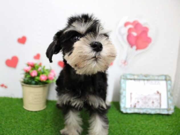 兵庫県のミニチュアシュナウザー (ペット・プラザ アミーゴ尼崎昭和通店/2025年10月4日生まれ/女の子/ブラックシルバー)の子犬の3枚目の画像