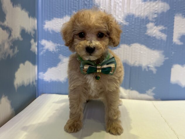 山形県のハーフ犬・ミックス犬 (アミーゴ山形北店/2025年10月4日生まれ/男の子/レッドホワイト)の子犬