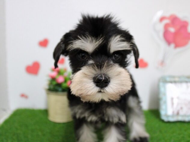 兵庫県のミニチュアシュナウザー (ペット・プラザ アミーゴ尼崎昭和通店/2025年10月4日生まれ/女の子/ブラックシルバー)の子犬の2枚目の画像