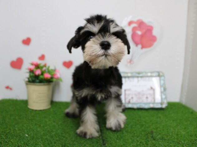 兵庫県のミニチュアシュナウザー (ペット・プラザ アミーゴ尼崎昭和通店/2025年10月4日生まれ/女の子/ブラックシルバー)の子犬の4枚目の画像