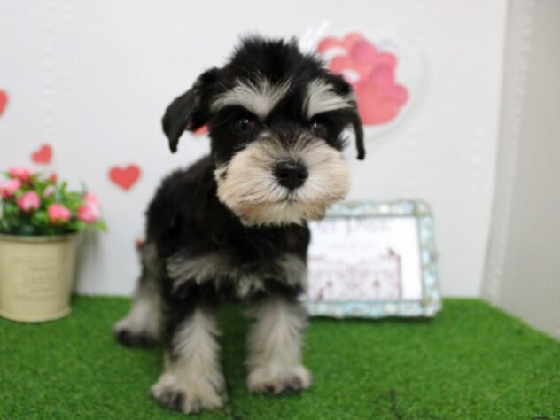 兵庫県のミニチュアシュナウザー (ペット・プラザ アミーゴ尼崎昭和通店/2025年10月4日生まれ/女の子/ブラックシルバー)の子犬の1枚目の画像