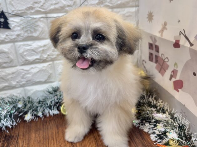 兵庫県のハーフ犬・ミックス犬 (ワンキャラット アミーゴ姫路飾磨店/2025年8月3日生まれ/男の子/フォーン)の子犬の3枚目の画像