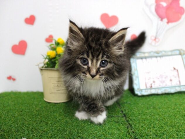 兵庫県のノルウェージャンフォレストキャット (ペット・プラザ アミーゴ尼崎昭和通店/2025年10月12日生まれ/男の子/ブラウンタビーホワイト)の子猫の1枚目の画像