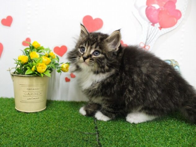 兵庫県のノルウェージャンフォレストキャット (ペット・プラザ アミーゴ尼崎昭和通店/2025年10月12日生まれ/男の子/ブラウンタビーホワイト)の子猫の3枚目の画像