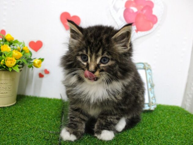 兵庫県のノルウェージャンフォレストキャット (ペット・プラザ アミーゴ尼崎昭和通店/2025年10月12日生まれ/男の子/ブラウンタビーホワイト)の子猫の2枚目の画像