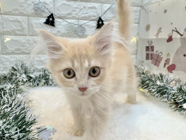 兵庫県のサイベリアン (ワンキャラット アミーゴ姫路飾磨店/2025年9月1日生まれ/女の子/クリームタビー)の子猫の3枚目の画像