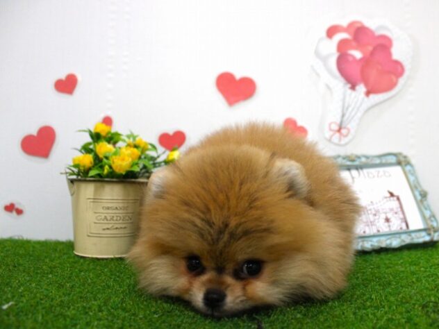 兵庫県のポメラニアン (ペット・プラザ アミーゴ尼崎昭和通店/2025年10月12日生まれ/男の子/オレンジ)の子犬の3枚目の画像