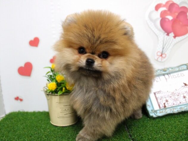 兵庫県のポメラニアン (ペット・プラザ アミーゴ尼崎昭和通店/2025年10月12日生まれ/男の子/オレンジ)の子犬の2枚目の画像