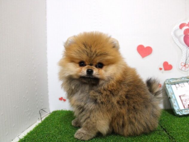 兵庫県のポメラニアン (ペット・プラザ アミーゴ尼崎昭和通店/2025年10月12日生まれ/男の子/オレンジ)の子犬の1枚目の画像