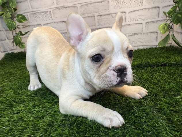 岡山県のフレンチブルドッグ (アミーゴ妹尾店/2025年10月22日生まれ/女の子/クリーム)の子犬の2枚目の画像