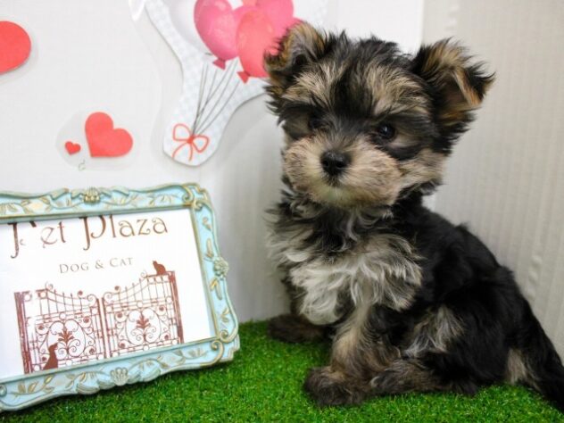 兵庫県のマルキー/マルヨーキー(マルチーズ×ヨークシャーテリア) (ペット・プラザ アミーゴ尼崎昭和通店/2025年10月19日生まれ/男の子/ブラックタン)の子犬の3枚目の画像