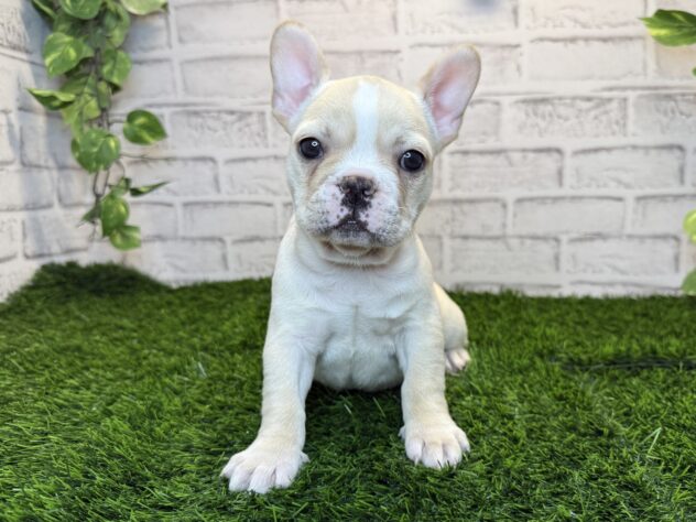 岡山県のフレンチブルドッグ (アミーゴ妹尾店/2025年10月22日生まれ/女の子/クリーム)の子犬の1枚目の画像