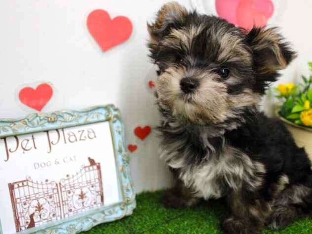 兵庫県のマルキー/マルヨーキー(マルチーズ×ヨークシャーテリア) (ペット・プラザ アミーゴ尼崎昭和通店/2025年10月19日生まれ/男の子/ブラックタン)の子犬の2枚目の画像