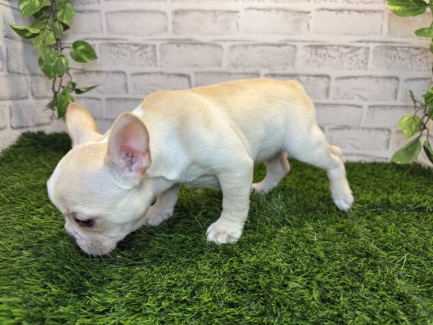 岡山県のフレンチブルドッグ (アミーゴ妹尾店/2025年10月22日生まれ/女の子/クリーム)の子犬の3枚目の画像