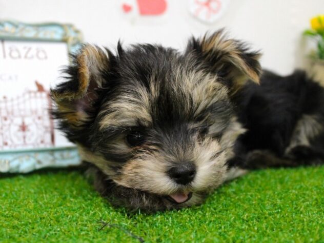 兵庫県のマルキー/マルヨーキー(マルチーズ×ヨークシャーテリア) (ペット・プラザ アミーゴ尼崎昭和通店/2025年10月19日生まれ/男の子/ブラックタン)の子犬の4枚目の画像