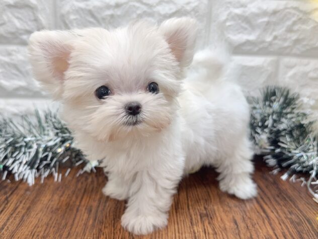 兵庫県のハーフ犬・ミックス犬 (ワンキャラット アミーゴ姫路飾磨店/2025年9月19日生まれ/男の子/ホワイト)の子犬の4枚目の画像