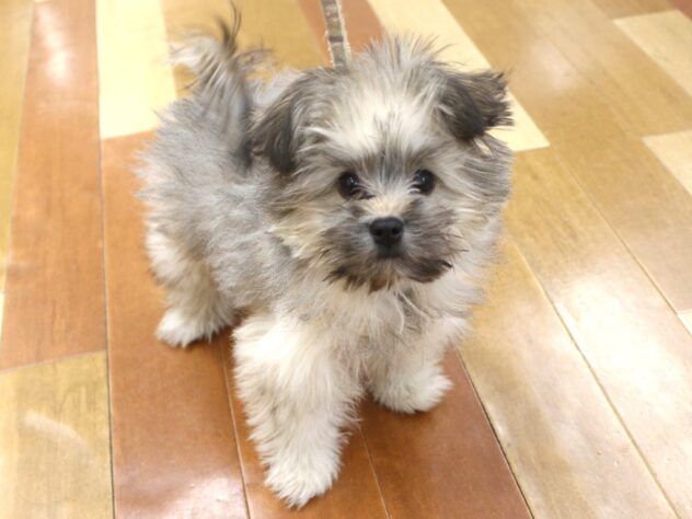 兵庫県のポメズー/ポメシーズ(ポメラニアン×シーズー) (ペット・プラザ アミーゴ明石魚住店/2025年7月29日生まれ/男の子/オレンジ)の子犬の1枚目の画像