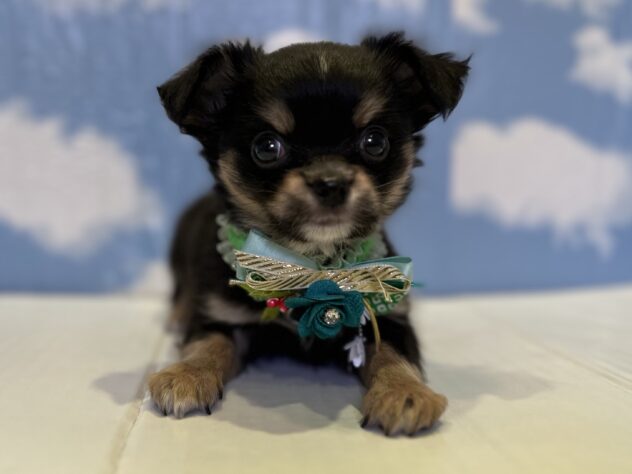 山形県のチワワ(ロング) (アミーゴ山形北店/2025年10月27日生まれ/男の子/ブラックタン)の子犬の1枚目の画像