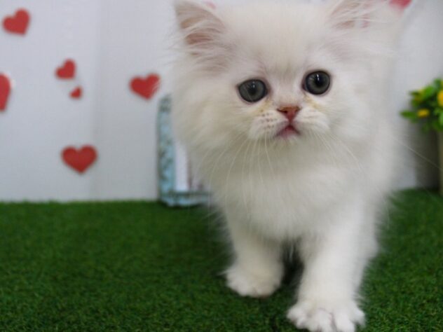 兵庫県のエキゾチック (ペット・プラザ アミーゴ尼崎昭和通店/2025年10月25日生まれ/男の子/クリーム)の子猫の2枚目の画像